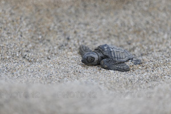 Loggerhead sea turtle