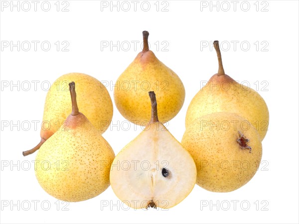 Pear variety Kirchensaller Mostbirne