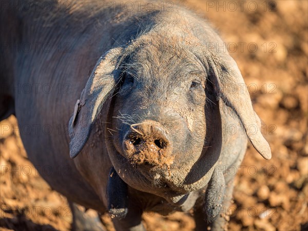 Iberian pig