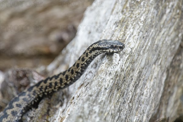 Common european viper