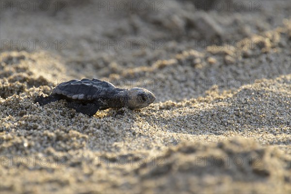 Loggerhead sea turtle