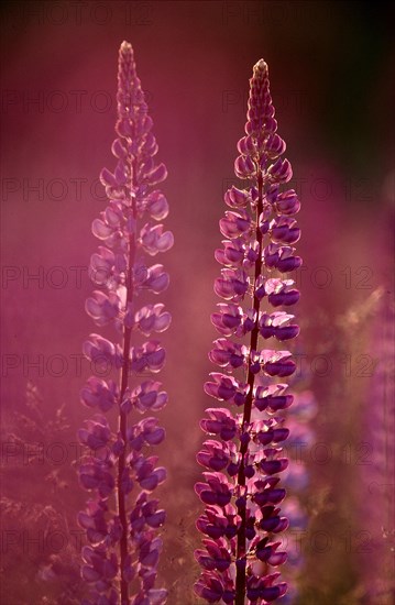 Narrow-leaved lupin