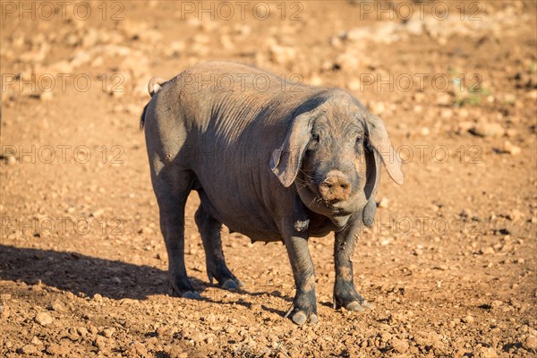 Iberian pig