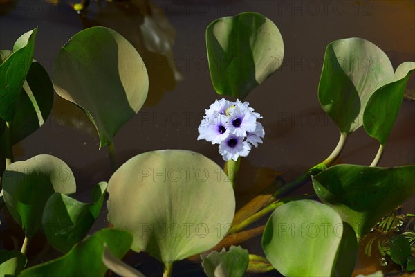 common-water-hyacinth-photo12-imagebroker-peter-giovannini