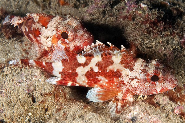 Pair of Canary Island dragonhead