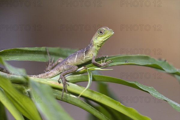 Green water dragon