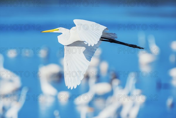 Great white egret