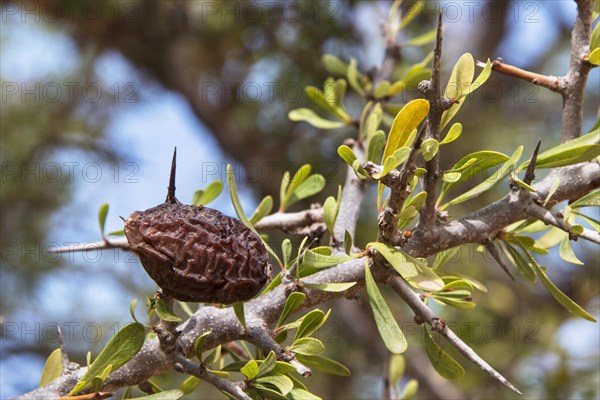 Ripe argan