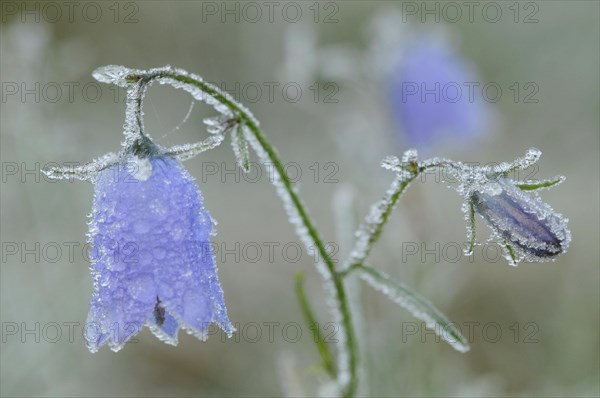 Harebell