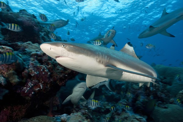 Blacktip reef shark