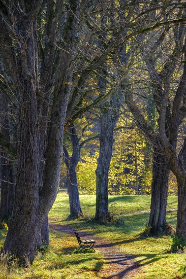 Avenue in autumn