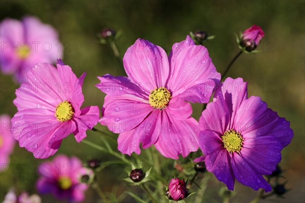 Mexican aster