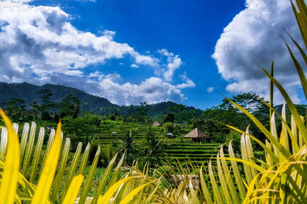 Landscape with rice terraces and forests