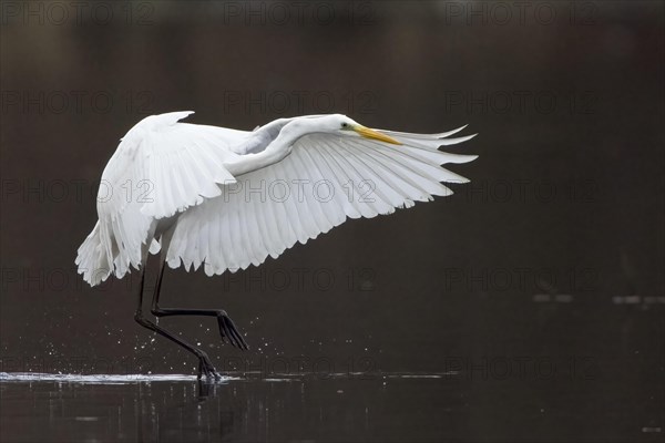 Great egret