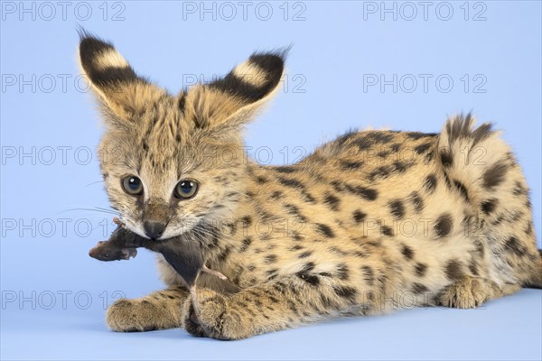 Serval