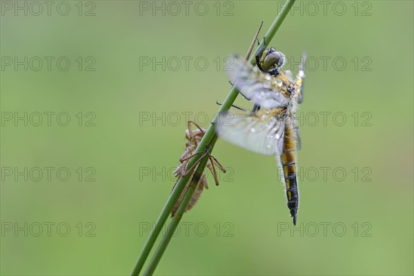 Four-spotted chaser