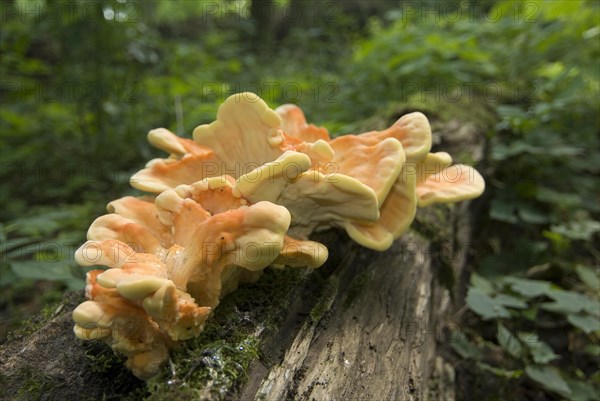 Sulphur polypore