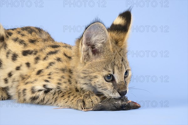 Serval