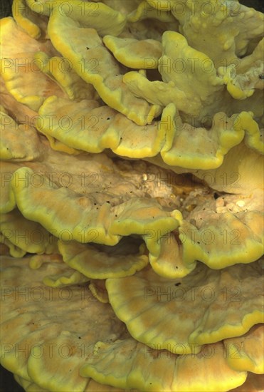 Sulphur polypore