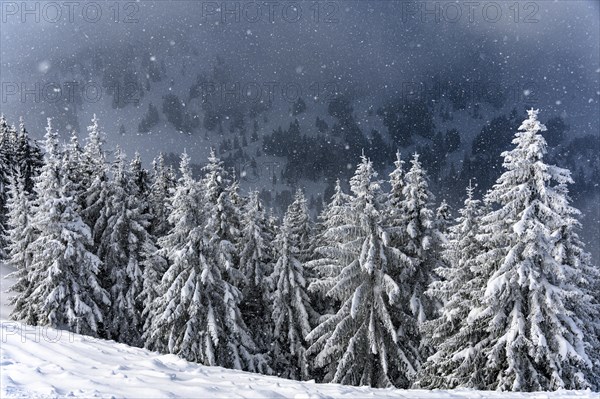 Snow-covered mountain landscape with trees in winter during snowfall