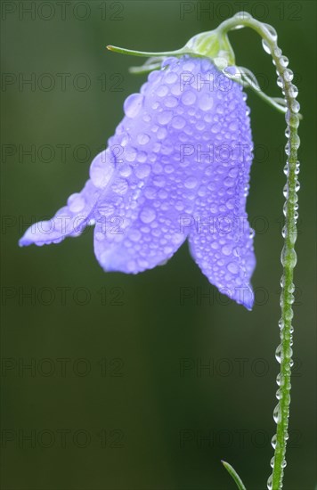 Harebell