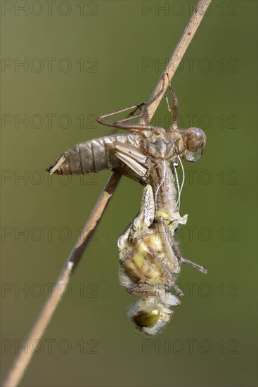 White-faced darter