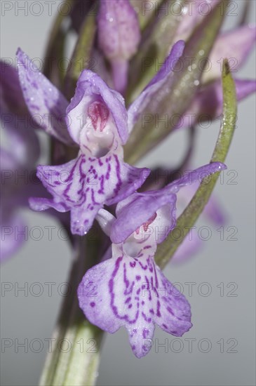 Moorland spotted orchid