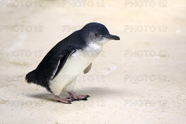 Little penguin