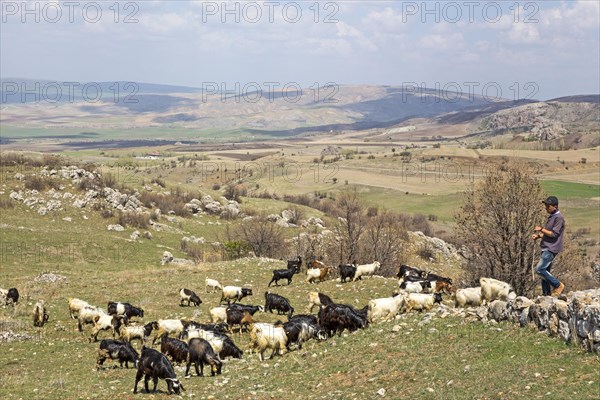 Goats in the excavation field