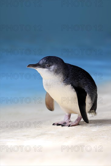 Little penguin