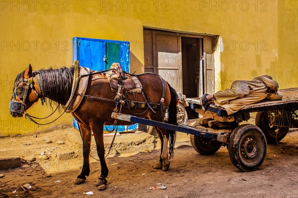 Midday nap on horse-drawn carts