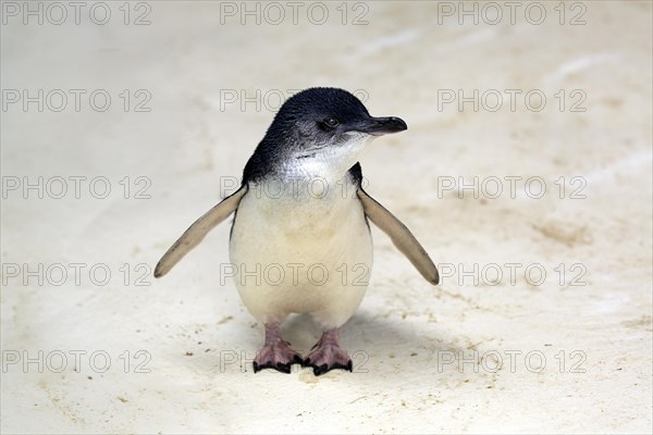 Little penguin