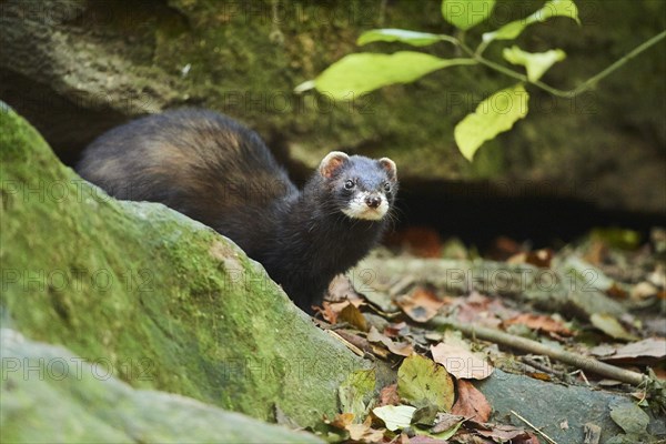 Ferret (Mustela putorius furo)