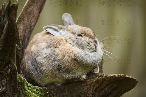 Domesticated rabbit (Oryctolagus cuniculus forma domestica)