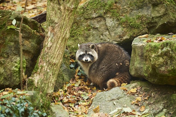 Common raccoon (Procyon lotor)