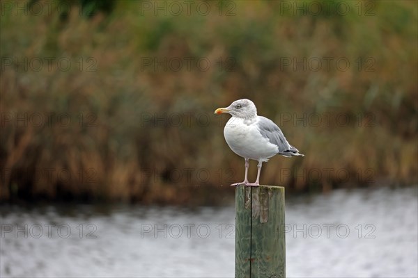 European herring gull (Larus argentatus)