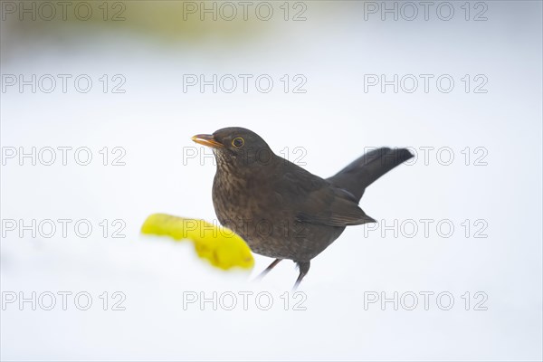 European blackbird (Turdus merula) adult female bird feeding on an apple on a snow covered garden lawn