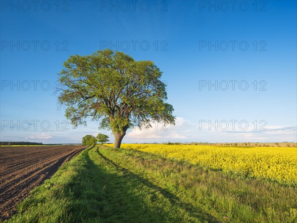 Cultivated landscape in spring