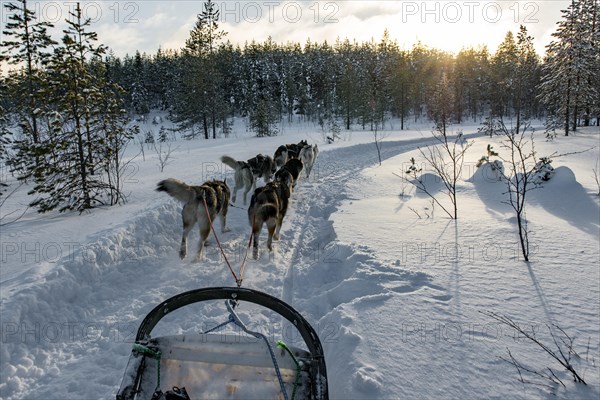 On the road with dog sleds in snowy landscape