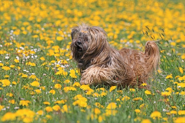 Lhasa Apso running in yellow flower meadow