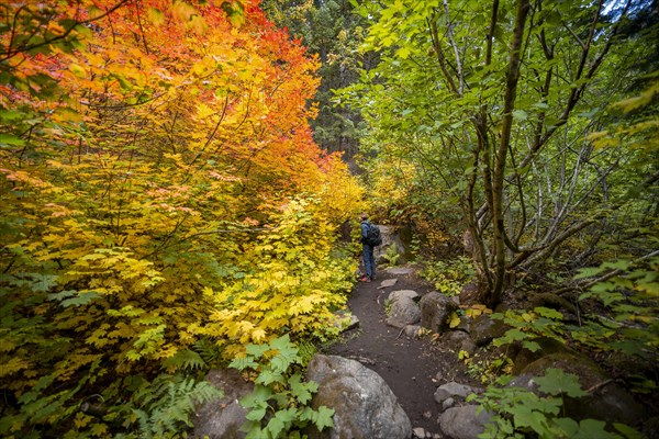 Hikers on a trail in the forest