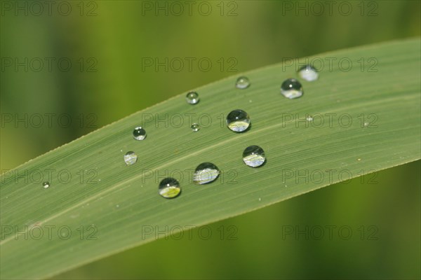 Water droplets on a reed leaf