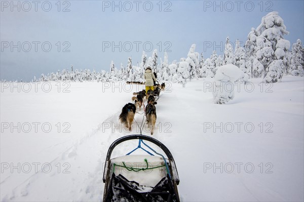 On the road with dog sleds in the snowy landscape
