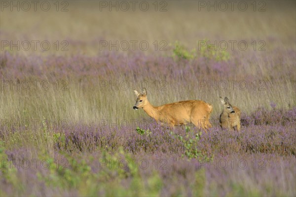 European roe deer (Capreolus capreolus) with fawn in heathland