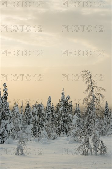 Snow-covered trees