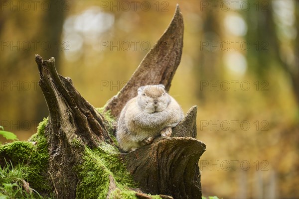 Domesticated rabbit (Oryctolagus cuniculus forma domestica)