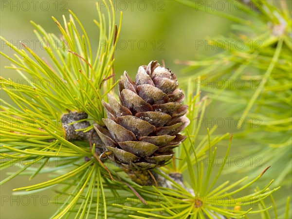 Larch cones and european larch (Larix decidua)