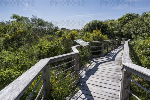 Boardwalk through overgrown dune landscape