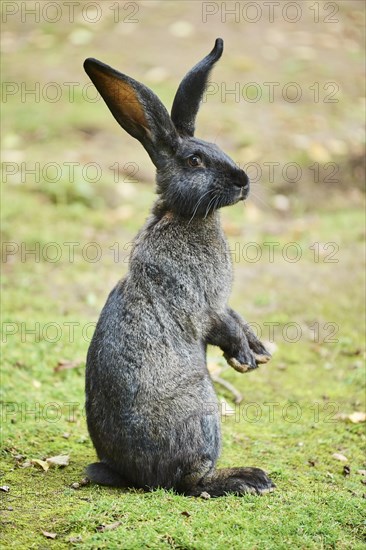 Domesticated rabbit (Oryctolagus cuniculus forma domestica) on a meadow