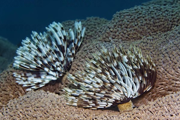 Tubewurn (Sabellastarte sp.)